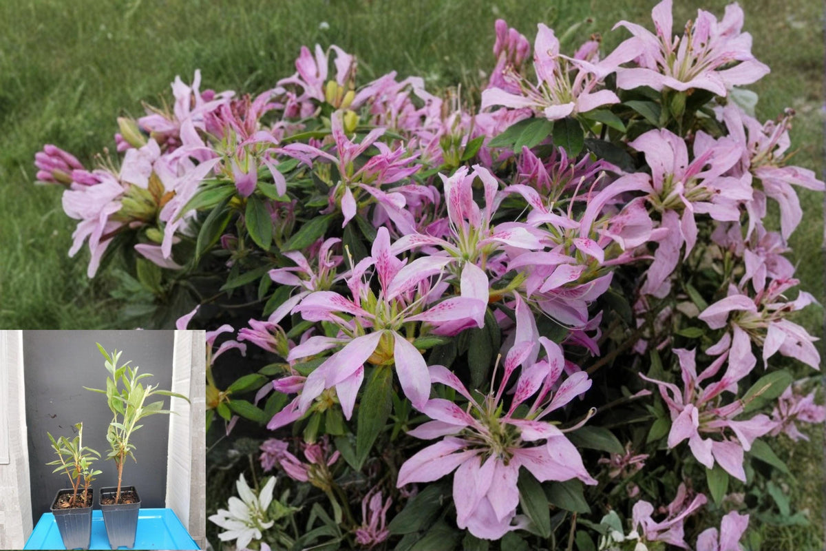 Koromo Shikibu Azalea Deciduous Shrub - Rhododendron spp. Purple Flowers, Garden Border, Landscape Plant