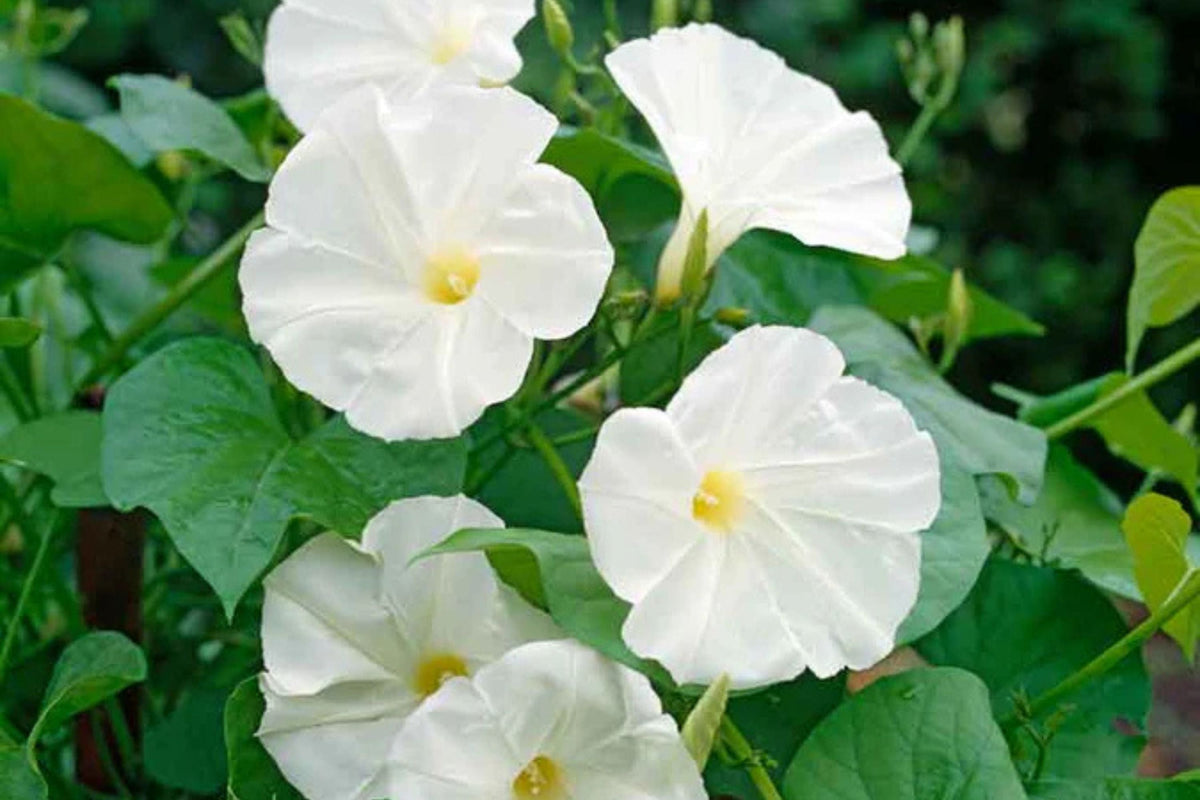 Pearly Gates Morning Glory Seeds | White Blooms | Fast-Climbing Vine | Ipomoea tricolor | Non-GMO, Pollinator-Friendly