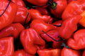 Red Caribbean Habanero Pepper Seeds | Non-GMO, Hot Pepper Seeds, Capsicum chinense, Culinary, Spicy, Compact Plant