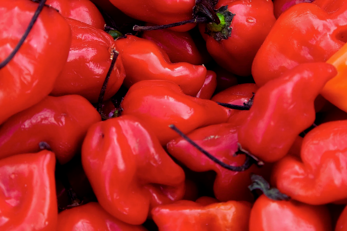 Red Caribbean Habanero Pepper Seeds | Non-GMO, Hot Pepper Seeds, Capsicum chinense, Culinary, Spicy, Compact Plant