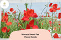 Monaco Sweet Pea Seeds | Orange Climbing Flower Vine | Lathyrus odoratus | Ornamental Garden Plant