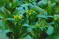Yu Choy Sum Seeds - Non-GMO Organic Chinese Flowering Cabbage Brassica rapa var. parachinensis