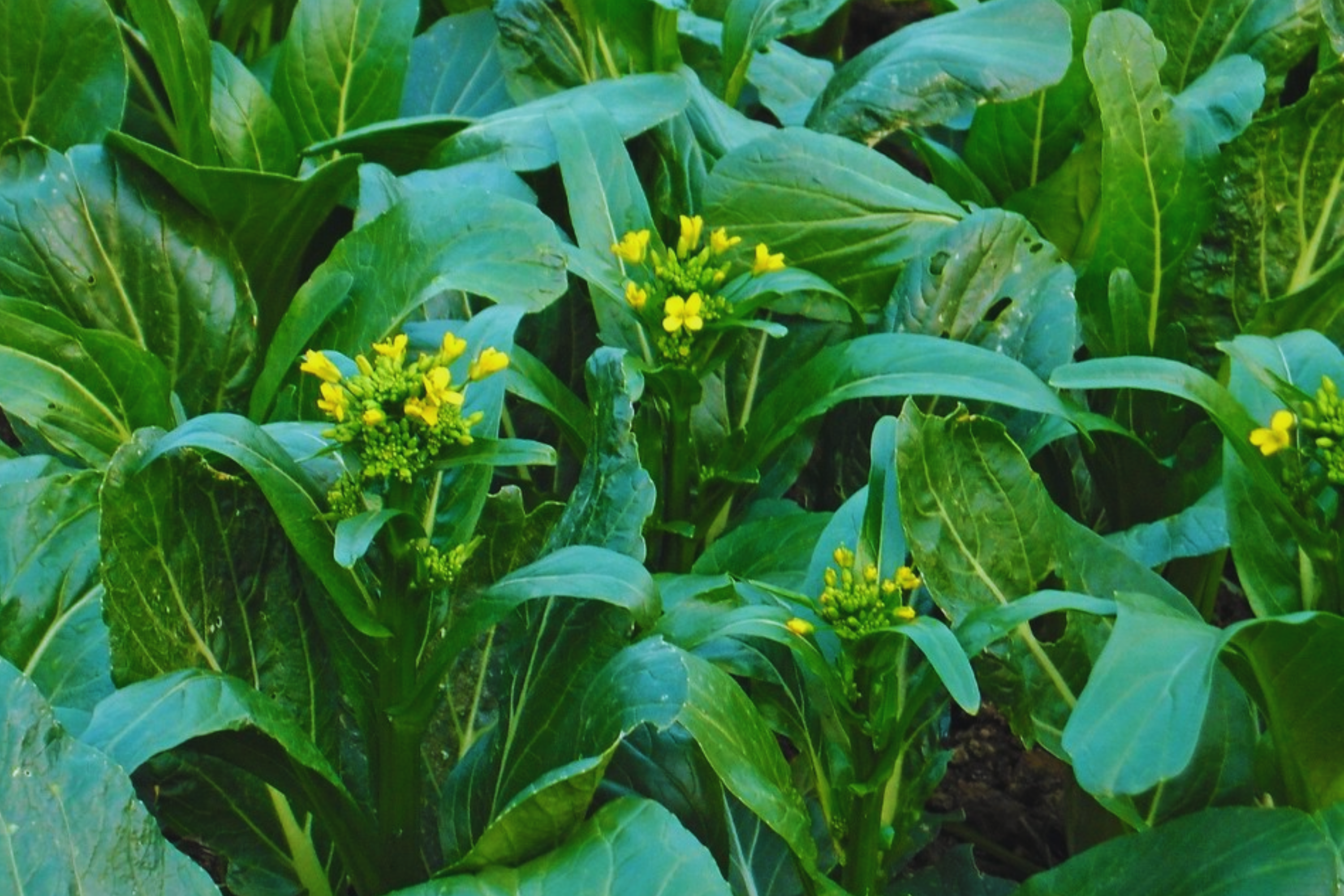 Yu Choy Sum Seeds - Non-GMO Organic Chinese Flowering Cabbage Brassica rapa var. parachinensis