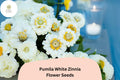 100+ Pumila White Zinnia Seeds – White Flower Annuals for Borders & Cut Flowers, Easy to Grow Zinnia elegans