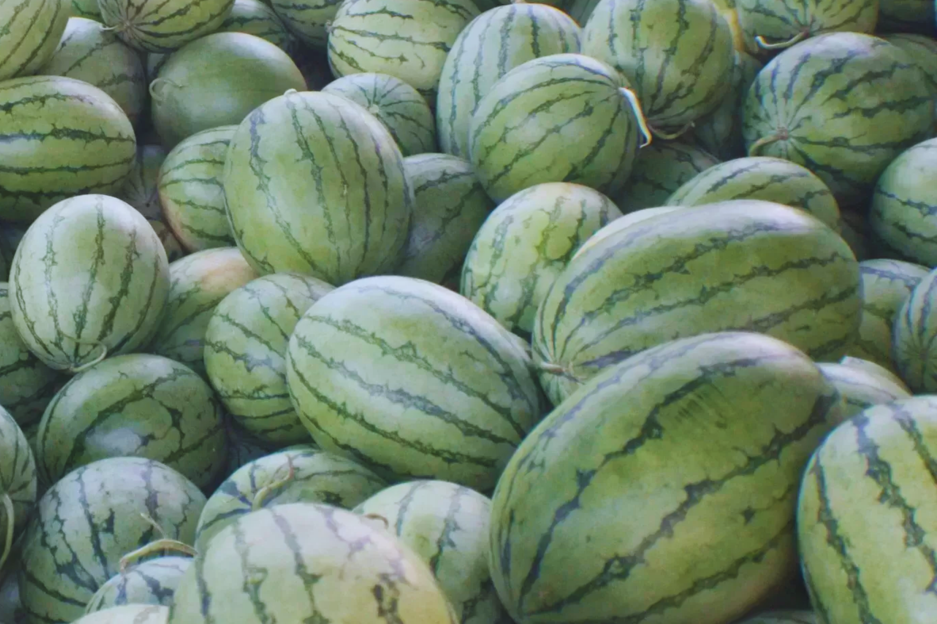 Florida Giant Watermelon Seeds | Non-GMO Heirloom Citrullus lanatus for Home Garden, Large Sweet Fruit, Spreading Vine, Seed