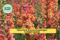 1000+ Opus Early Bronze Snapdragon Seeds – Warm Bronze-Peach Blooms for Garden Planting, Early-Blooming Cut Flowers – USA