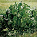 Organic Horseradish Plants – Live Bareroot Roots for Planting, Spicy Flavor, Hardy Perennial Herb Garden Vegetable
