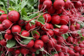 German Giant Radish Seeds - Large Red Globe Variety - Raphanus sativus - Heirloom Vegetable Seeds for Salad and Garnish