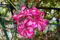 Precision Burgundy Ice Ivy Geranium Seeds, Trailing Pelargonium peltatum, 25+ Flower Seeds for Hanging Baskets & Containers