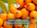 50 Seaberry Seeds - Edible Sea Buckthorn (Hippophae rhamnoides) Organic Nutrient-Rich Berry Bush for Garden Planting