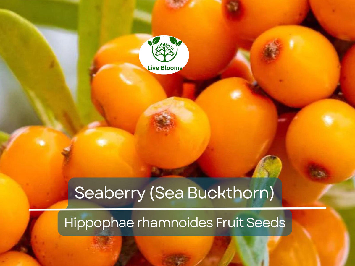 50 Seaberry Seeds - Edible Sea Buckthorn (Hippophae rhamnoides) Organic Nutrient-Rich Berry Bush for Garden Planting