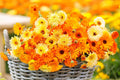 Pacific Beauty Mix Calendula Seeds - Edible Flowers, Heirloom, Orange Yellow Cream Blooms, Pollinator-Friendly, Container Garden Seeds
