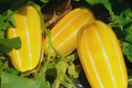 Korean Musk Melon Seeds Organic Non-GMO Golden Sweet Variety Cucumis melo