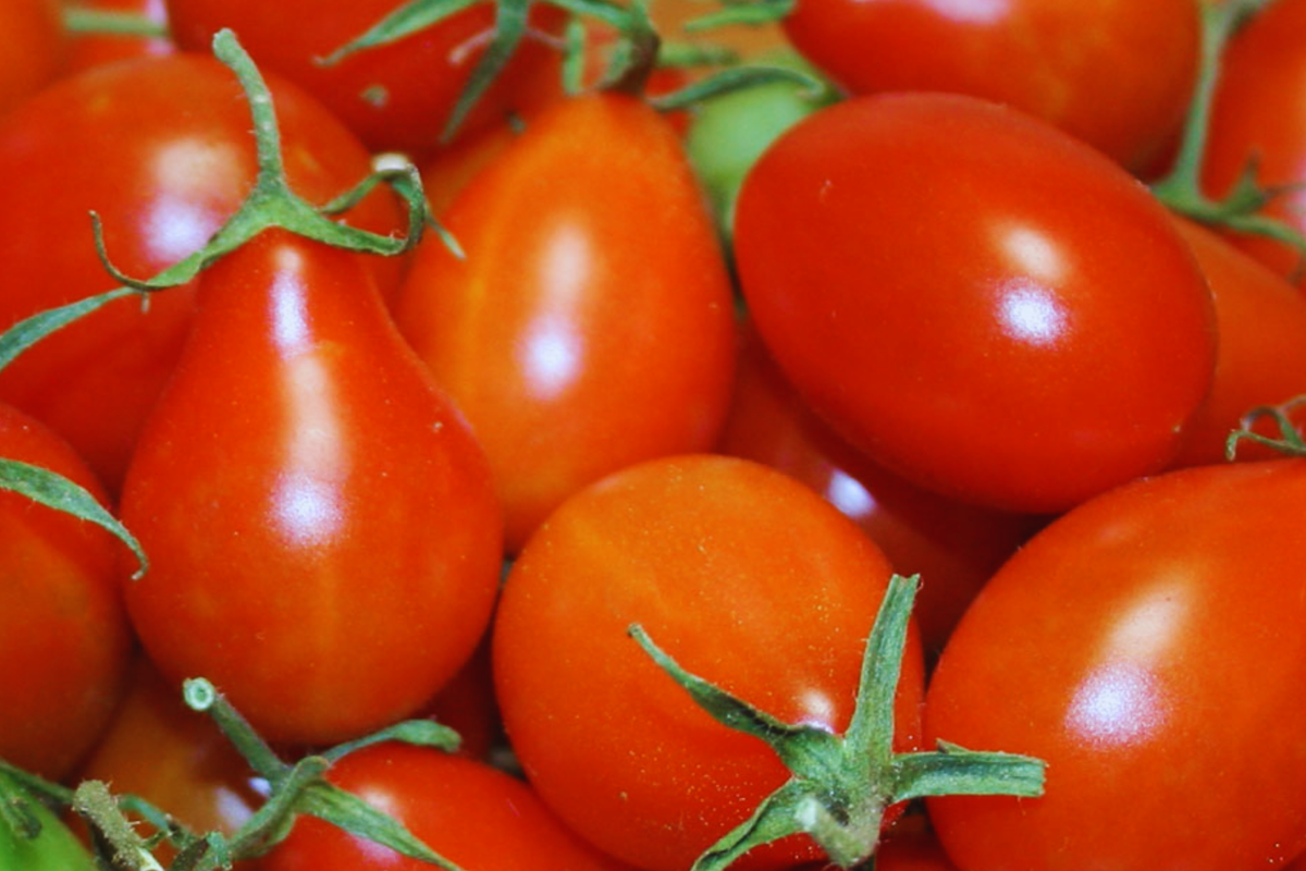 Red Pear Tomato Seeds - Heirloom Organic Non-GMO Solanum lycopersicum, Pear-Shaped Fruit, Perfect for Containers and Gardens