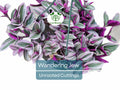 Tradescantia Zebrina Unrooted Cuttings – Purple & Green Foliage, Easy Propagation, Indoor Trailing Plant, Wandering Jew, Home Decor