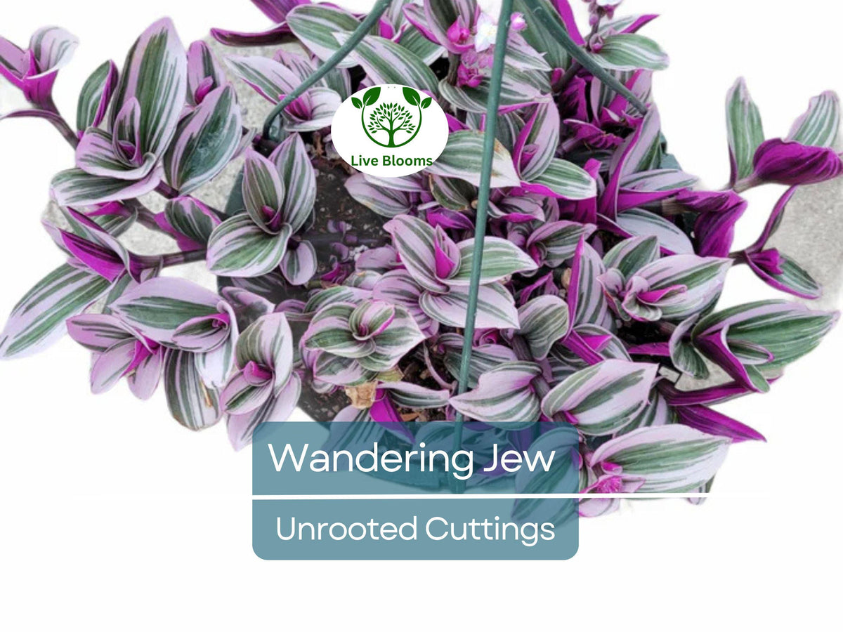 Tradescantia Zebrina Unrooted Cuttings – Purple & Green Foliage, Easy Propagation, Indoor Trailing Plant, Wandering Jew, Home Decor