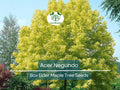 Acer Negundo Seeds – 10 Pack, Box Elder Maple Tree Seeds for Gardening, Landscaping, Shade, Fast-Growing, Hardy, Ornamental Tree