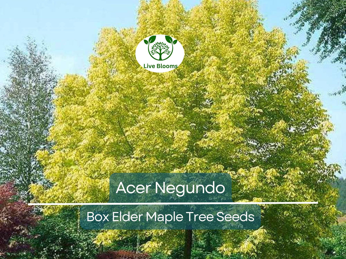 Acer Negundo Seeds – 10 Pack, Box Elder Maple Tree Seeds for Gardening, Landscaping, Shade, Fast-Growing, Hardy, Ornamental Tree