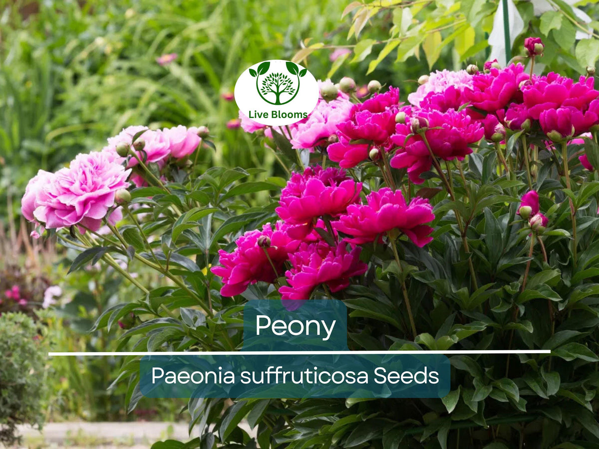 10 Peony Seeds Mix Paeonia suffruticosa Tree Peony Flower Seeds Hardy Perennial Garden