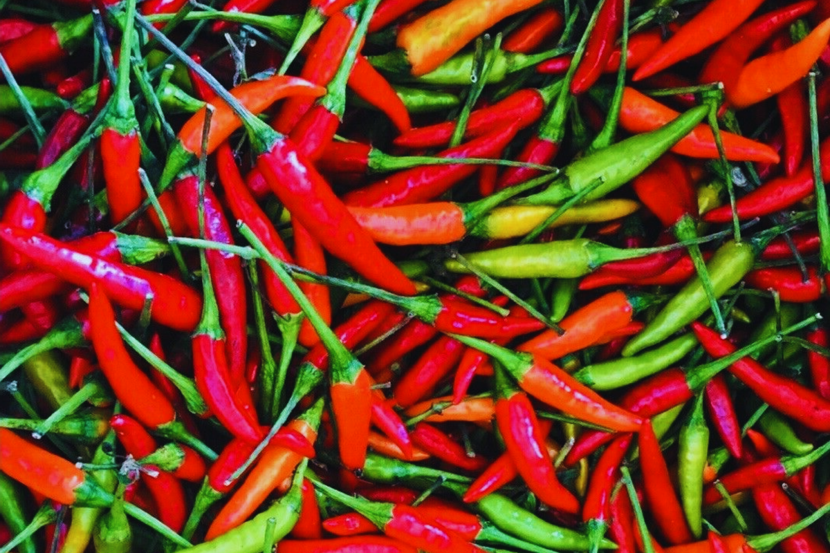 Thai Red Chili Seeds | Non-GMO, Heirloom | Hot Chili Pepper, Capsicum annuum, Compact Growth