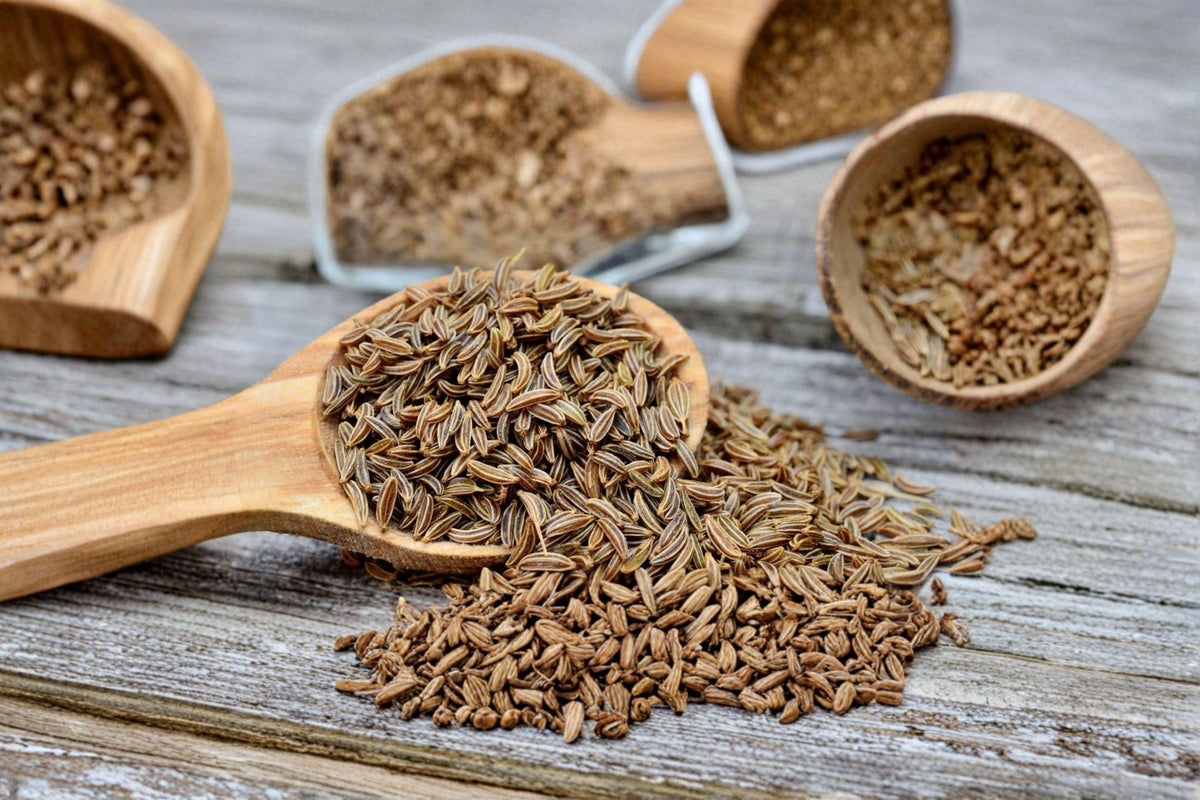 Caraway Seeds Bulk Pack | Culinary Herb | Aromatic Biennial Plant | Carum carvi Spice Seeds for Herb Gardens