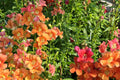 Chantilly Mix Snapdragon Seeds - 1000+ Tall Cottage Flowers - Pollinator Friendly, Cut Flower Garden, USA Grown, Antirrhinum majus