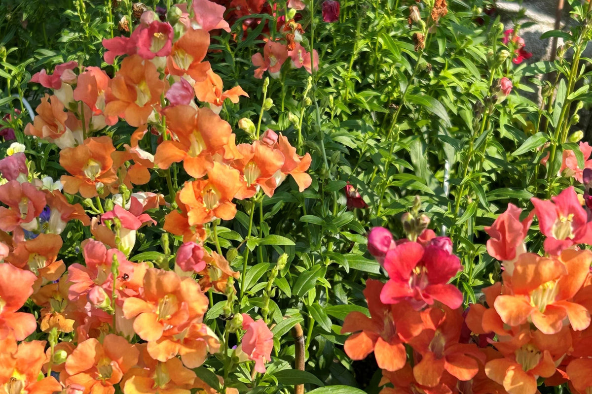 Chantilly Mix Snapdragon Seeds - 1000+ Tall Cottage Flowers - Pollinator Friendly, Cut Flower Garden, USA Grown, Antirrhinum majus