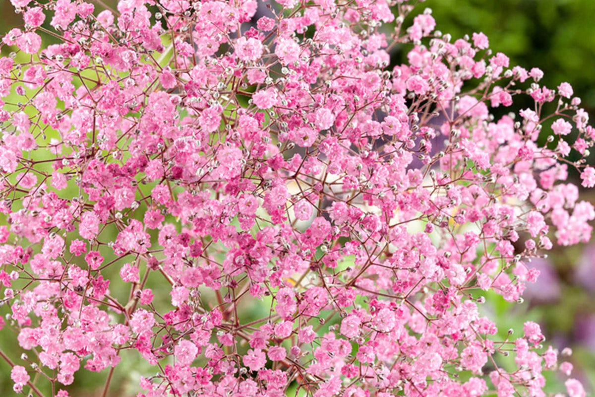 Pink Baby's Breath Seeds | Gypsophila elegans | Light Pink Blooms | Cut & Dried Flowers | Non-GMO, Pollinator-Friendly, Fast-Growing Annual