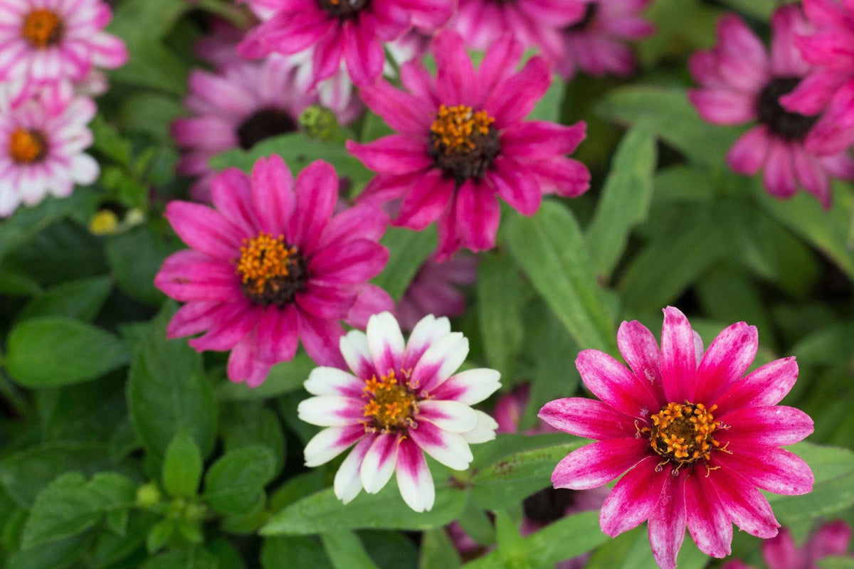 Profusion Cherry Bicolor Zinnia Seeds – 100+ Dual-Tone Flowers, Disease Resistant, Butterfly Garden, USA Grown, 2.5-3" Blooms