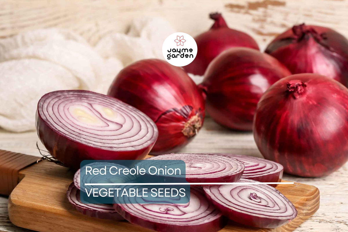 500 Red Creole Onion Seeds – Heirloom Non-GMO Short-Day Variety for Salsas & Cajun Cooking, Spicy Red Bulbs, Easy to Grow