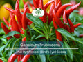 Thai Bird's Eye Chili Seeds – Small, Fiery Hot Pepper for Planting, Perfect for Sauces & Stir-Fries, Capsicum Frutescens, 30 Seeds