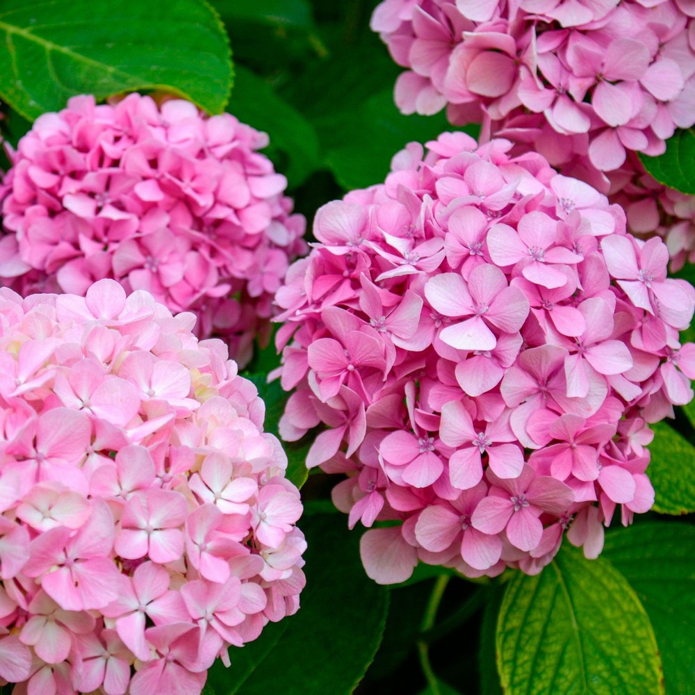 Pink Hydrangea Live Plant – Bareroot Dwarf Shrub with Pink Blooms, Zones 5-9, Easy Care, Summer Flowers, Compact Garden Plant