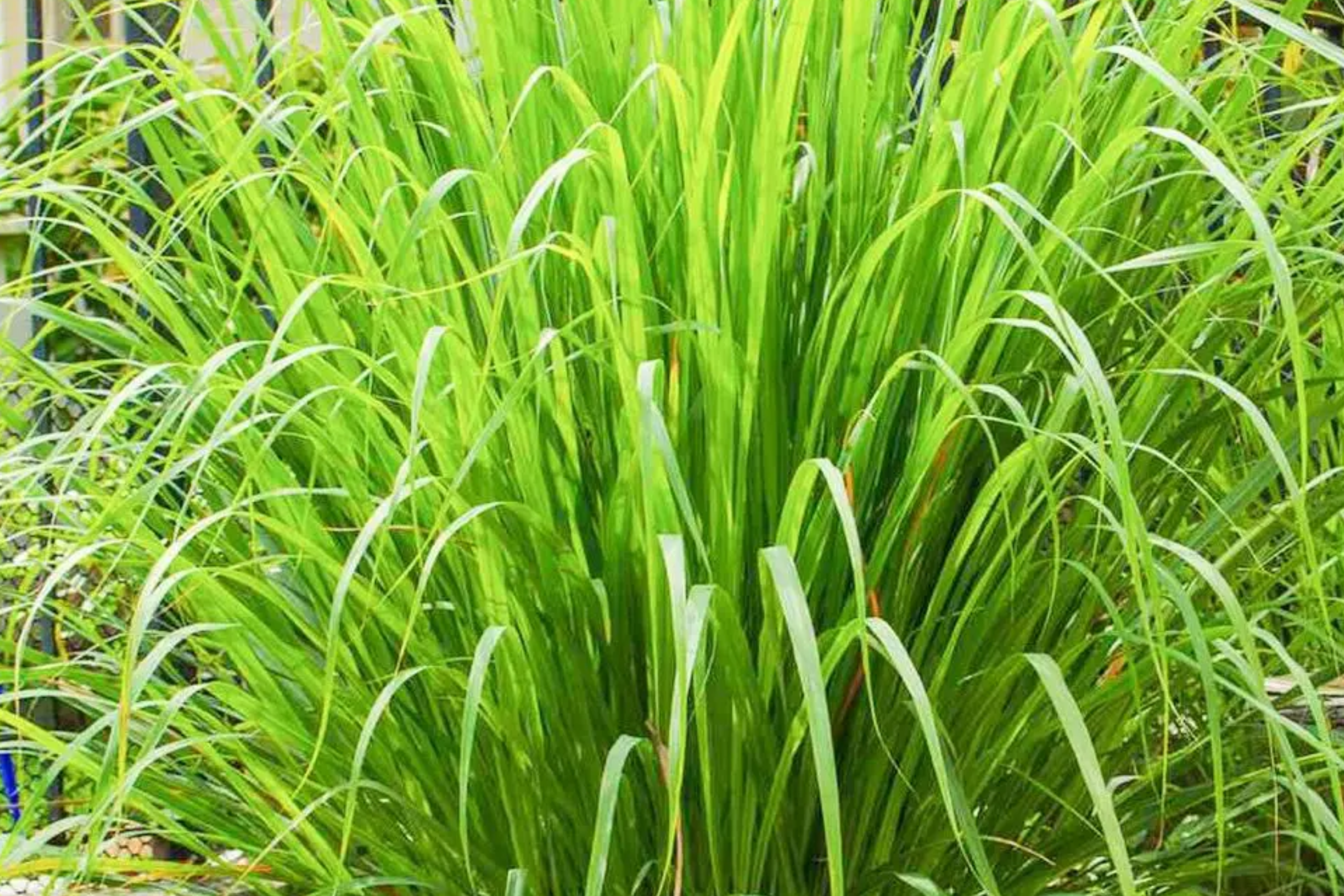Lemongrass Seeds West Indian Organic Cymbopogon citratus Herb for Culinary & Tea