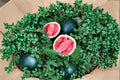 Sugar Baby Watermelon Seeds – Heirloom Citrullus lanatus, Compact Vining Vegetable, Sweet Red Flesh, Small Garden Favorite