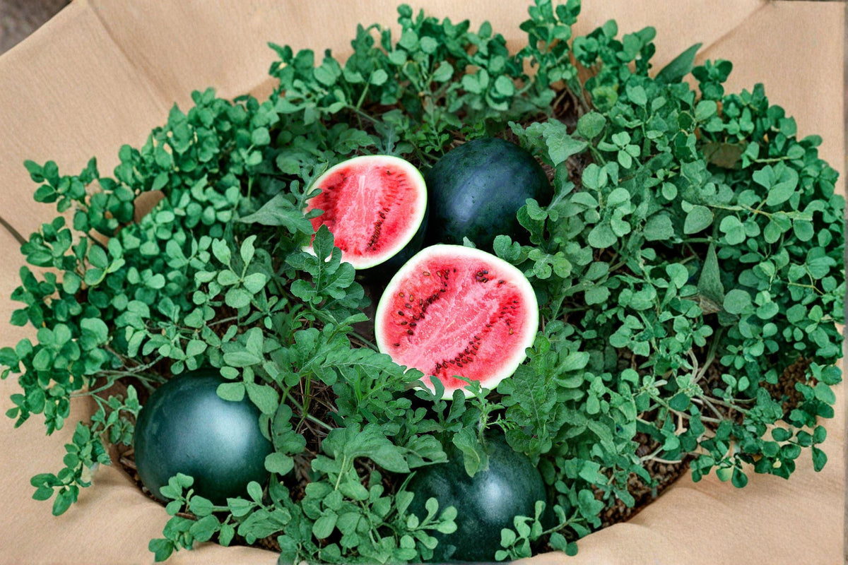 Sugar Baby Watermelon Seeds – Heirloom Citrullus lanatus, Compact Vining Vegetable, Sweet Red Flesh, Small Garden Favorite