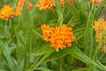 15 Butterfly Weed Seeds – Asclepias tuberosa Native Perennial Wildflower for Monarchs & Pollinators