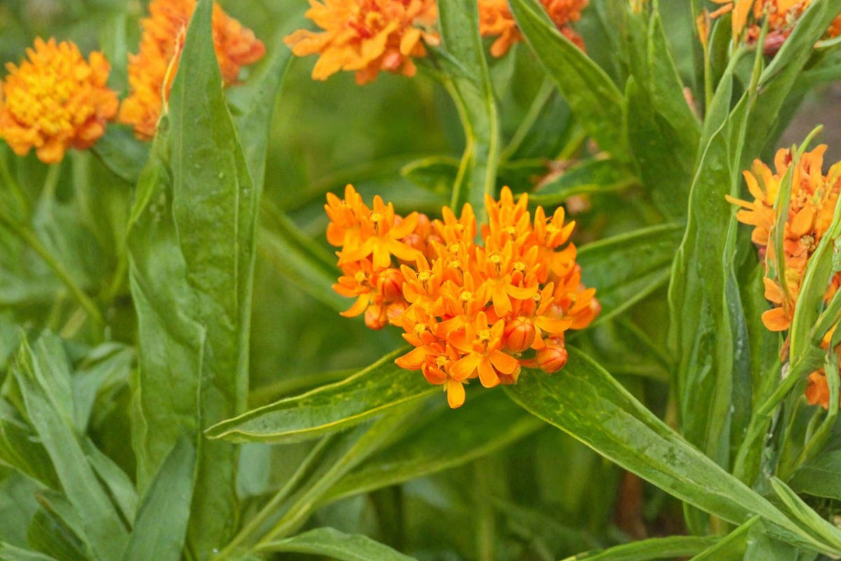 15 Butterfly Weed Seeds – Asclepias tuberosa Native Perennial Wildflower for Monarchs & Pollinators