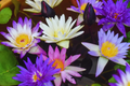 Mixed Lotus Seeds - 10 Pack, Nelumbo nucifera, Aquatic Flowering Plants, Water Garden, Pond, Easy to Grow