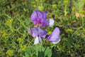 Perennial Sweet Pea Seeds 50 - Lathyrus nervosus - Fragrant Climbing Vine for Cottage Gardens & Trellises