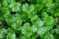 Italian Giant Parsley Seeds | Flat Leaf Herb Seeds | Petroselinum crispum | Heirloom Vegetable Seeds