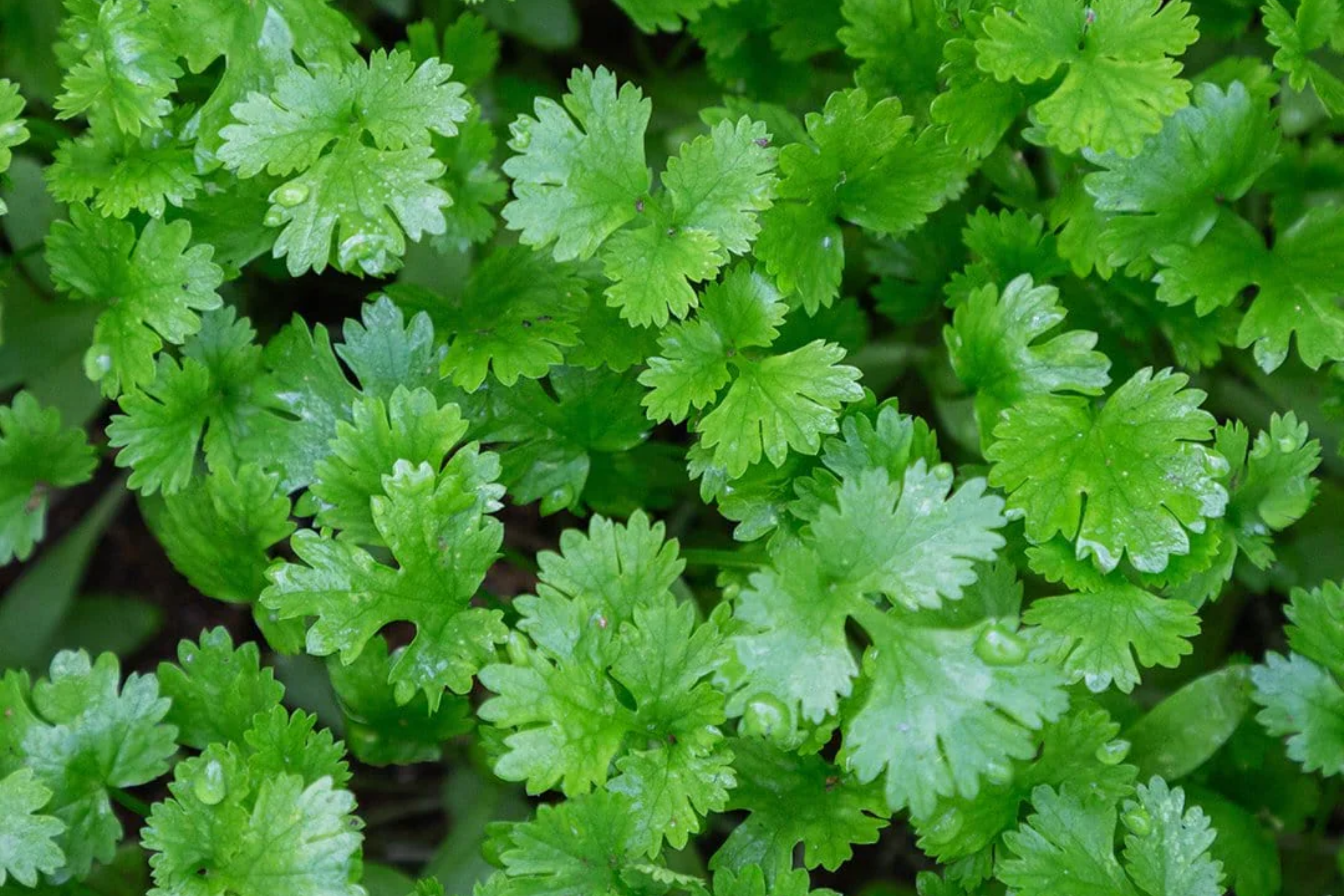 Italian Giant Parsley Seeds | Flat Leaf Herb Seeds | Petroselinum crispum | Heirloom Vegetable Seeds