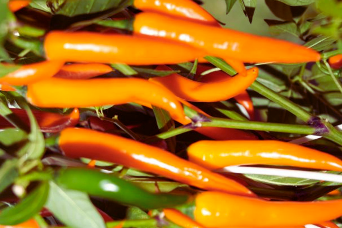 Golden Cayenne Hot Pepper Seeds – Non-GMO Capsicum annuum, Vibrant Golden-Yellow Chili Pepper Seeds