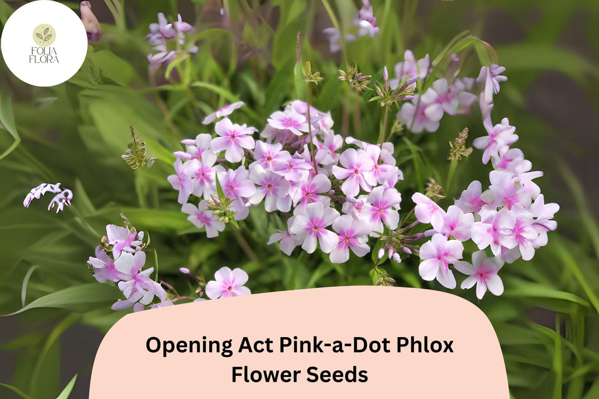 Opening Act Pink-a-Dot Phlox Seeds – Perennial Garden Flower Seeds, Phlox paniculata, Soft Pink Blooms, Butterfly Attractant, 100+ Seeds