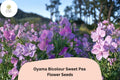 Oyama Bicolour Sweet Pea Seeds | Climbing Flower Vine | Lathyrus odoratus | Bicolour Blooms | 50+ Seeds