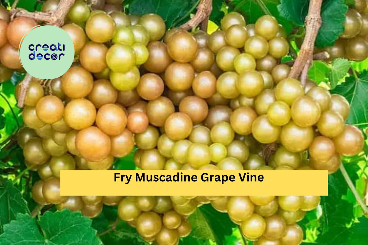 Fry Muscadine Grape Vine Bare Root Plant | Vitis rotundifolia ‘Fry’ | Hardy Fruit Vine for Garden, Vineyard, or Arbor