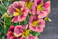 Purple Emperor Nasturtium Seeds - 50+ Edible Trailing Vines with Dark Purple Flowers, Tropaeolum majus, Fast Growing, USA Grown