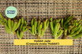 Hobbit Jade Succulent Cutting 4" – Crassula ovata ‘Hobbit’ – Finger Jade Gollum Type for Propagation