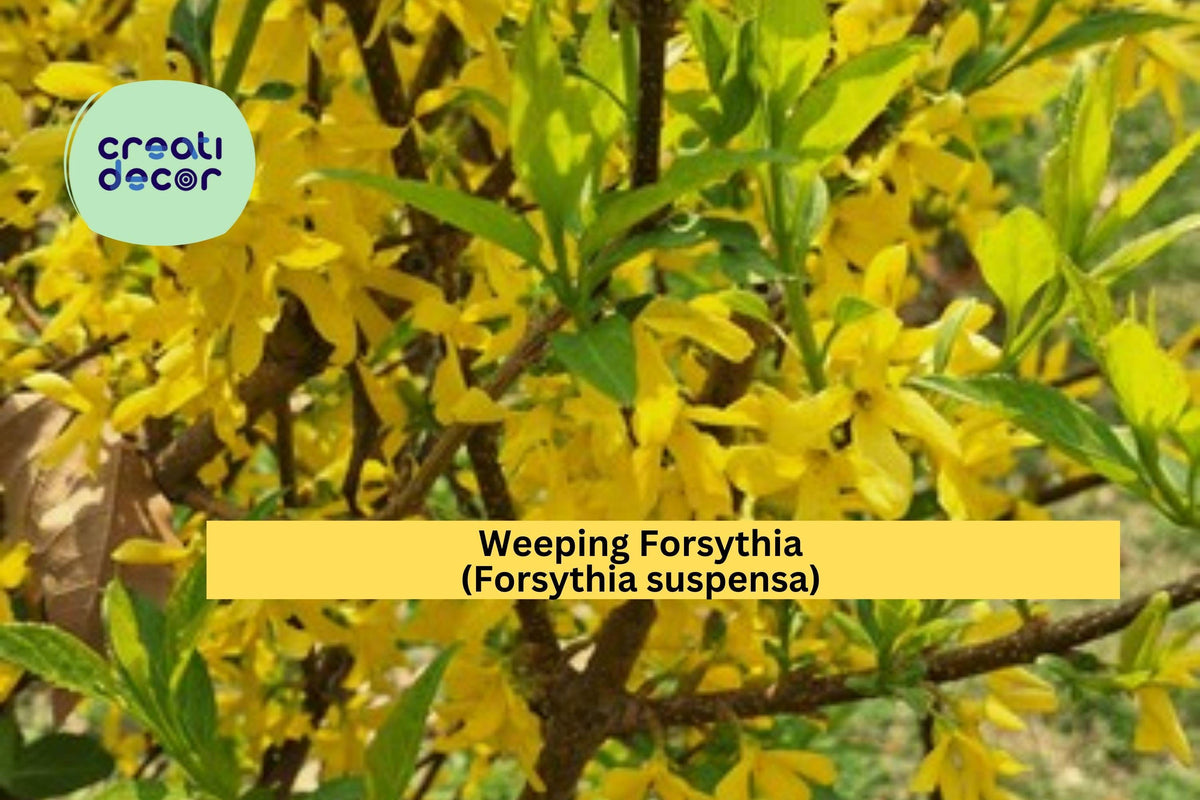 Weeping Forsythia Seeds, Forsythia suspensa, Golden-Bell Shrub Seeds, Early Spring Blooms, Ornamental Hardy Shrub, Non-GMO, 10 Seeds