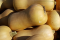 Waltham Butternut Winter Squash Seeds | Organic Non-GMO Cucurbita moschata Heirloom Vegetable Seeds