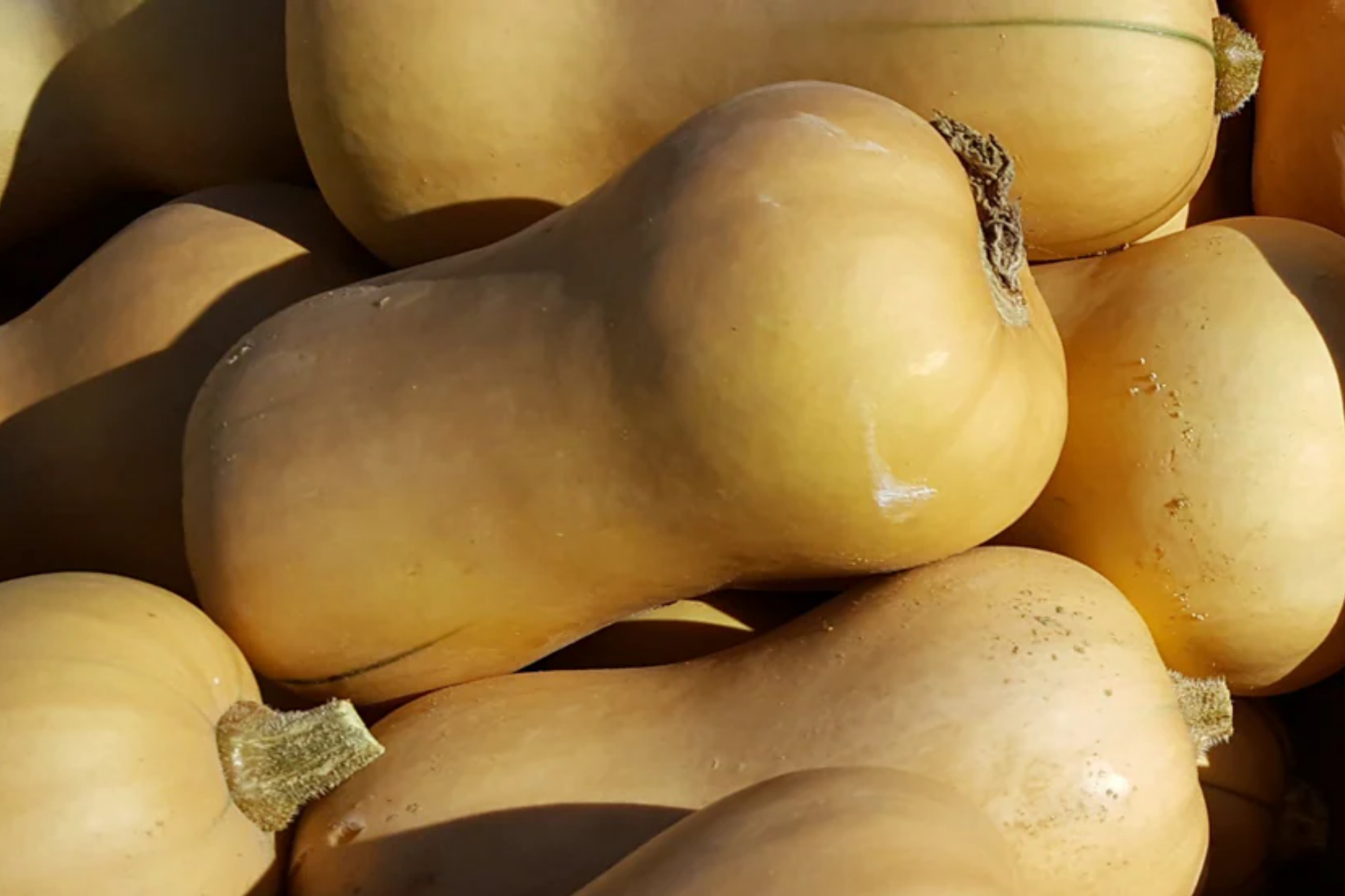 Waltham Butternut Winter Squash Seeds | Organic Non-GMO Cucurbita moschata Heirloom Vegetable Seeds